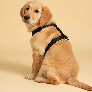 Dog Harness