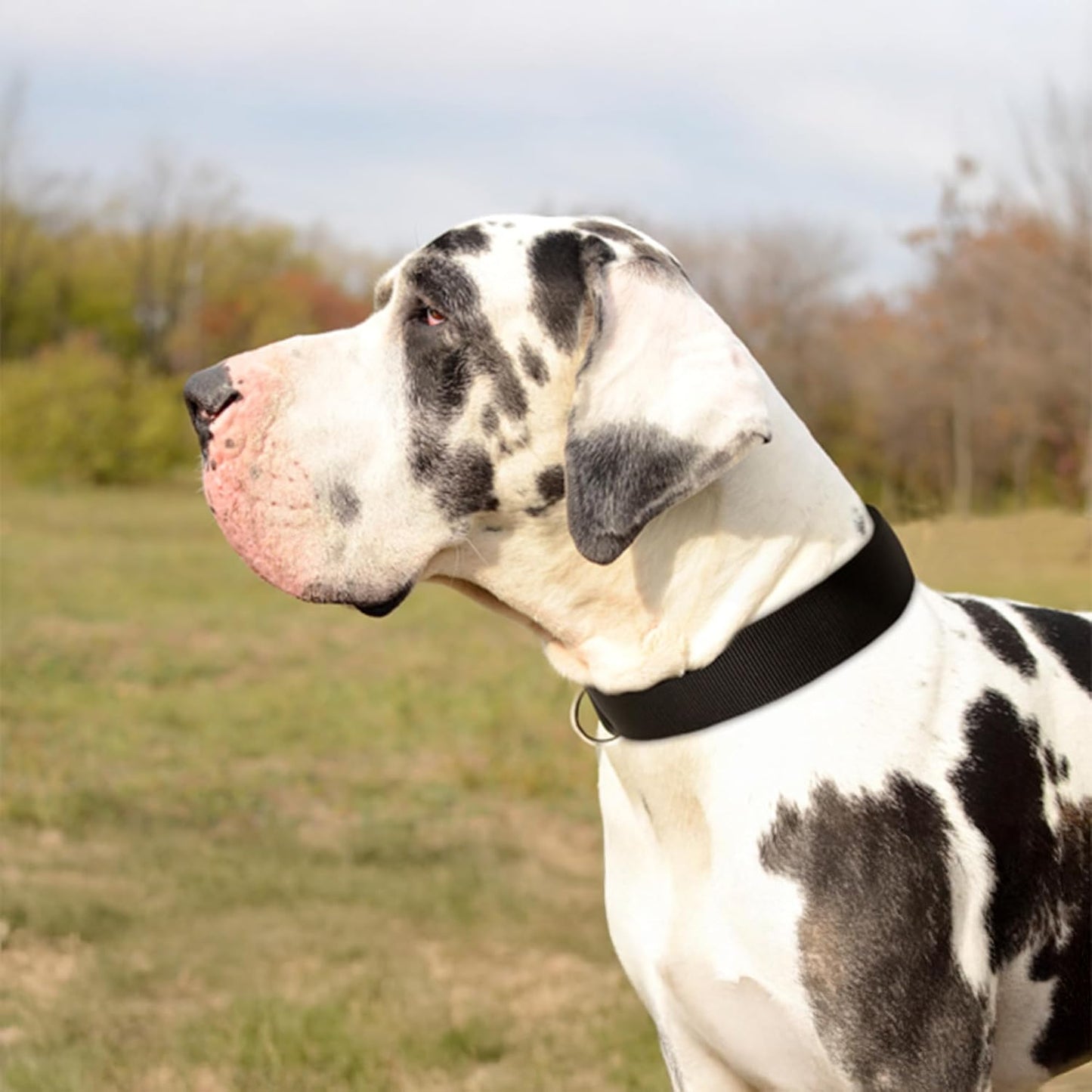 Comfort Webbing Dog Collar – Black (25–30 cm)