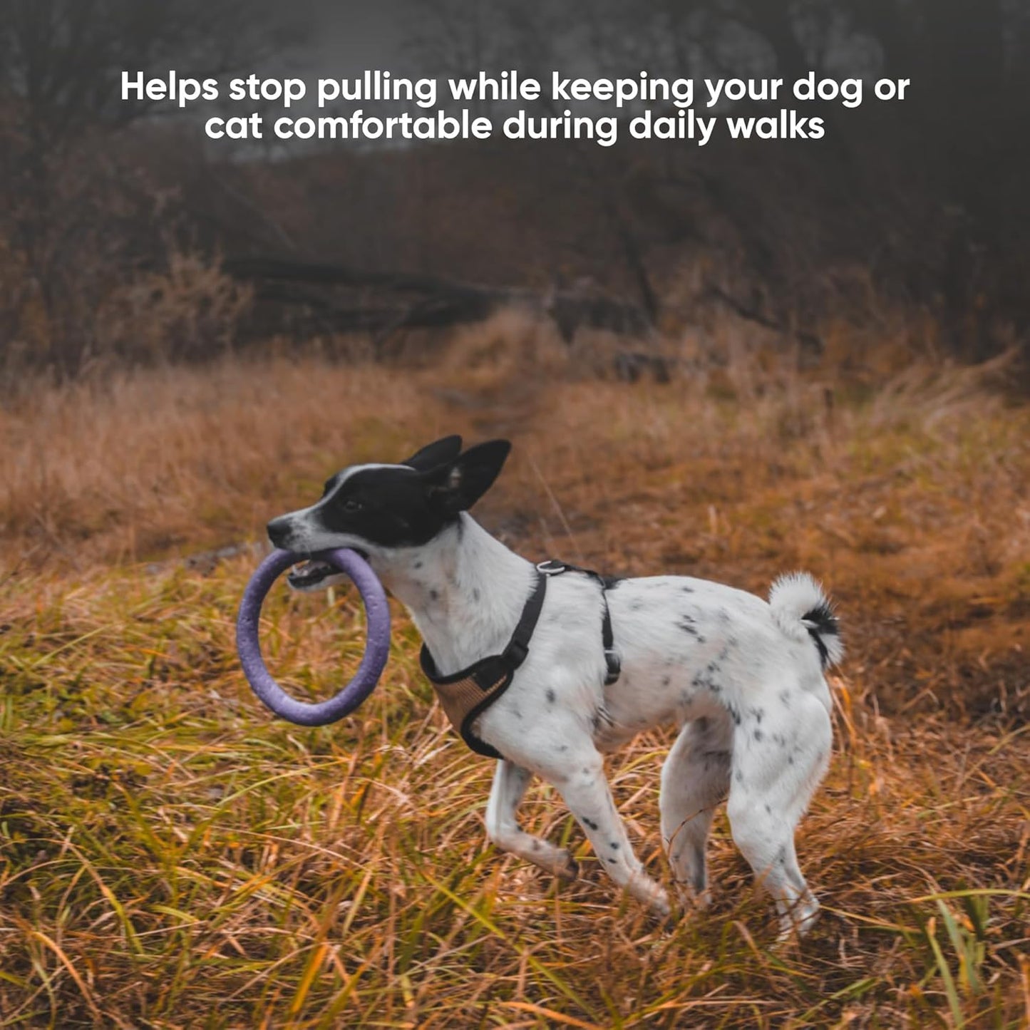 Airy Webbing No-Pull Dog Harness – Reflective, Adjustable & Padded Vest (Black, Small)